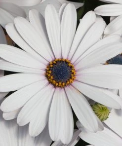 Roots Plants Osteospermum FlowerPower 'White' Jumbo Plug Plants