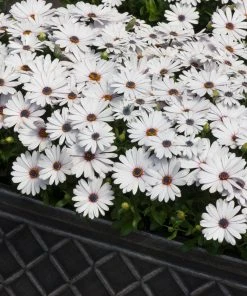 Roots Plants Osteospermum FlowerPower 'White' Jumbo Plug Plants
