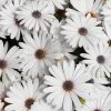 Roots Plants Osteospermum FlowerPower 'White' Jumbo Plug Plants