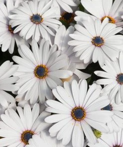 Roots Plants Osteospermum FlowerPower 'White' Jumbo Plug Plants