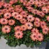 Roots Plants Osteospermum Serenity 'Coral Magic' Jumbo Plug Plants