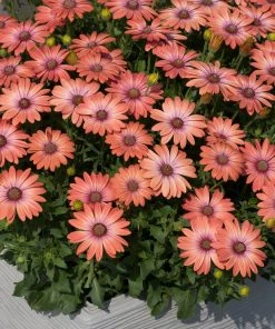 Roots Plants Osteospermum Serenity 'Coral Magic' Jumbo Plug Plants