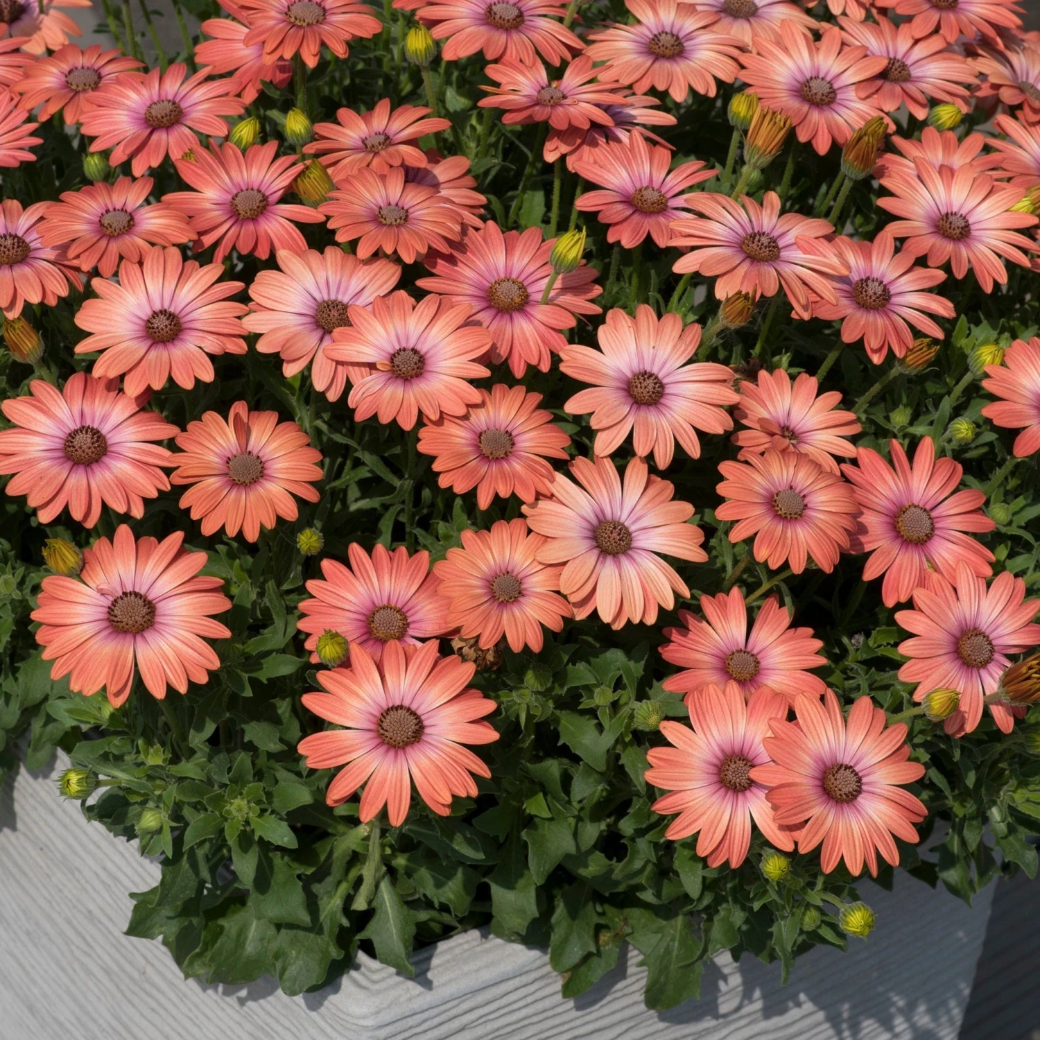 Roots Plants Osteospermum Serenity 'Coral Magic' Jumbo Plug Plants 3 Roots Plants Osteospermum Serenity 'Coral Magic' Jumbo Plug Plants