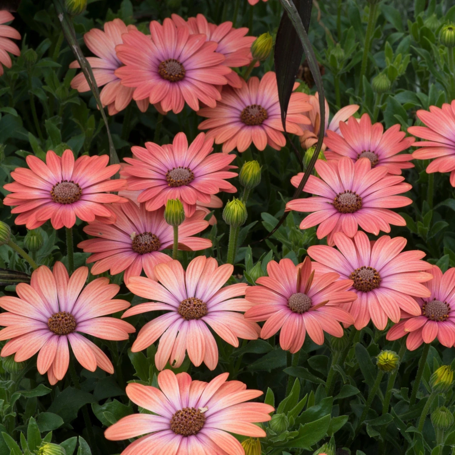 Roots Plants Osteospermum Serenity 'Coral Magic' Jumbo Plug Plants 7 Roots Plants Osteospermum Serenity 'Coral Magic' Jumbo Plug Plants