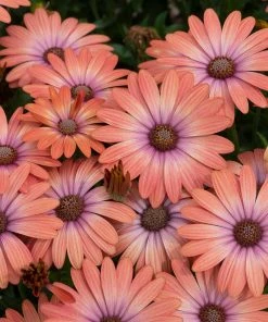 Roots Plants Osteospermum Serenity 'Coral Magic' Jumbo Plug Plants 11 Roots Plants Osteospermum Serenity 'Coral Magic' Jumbo Plug Plants