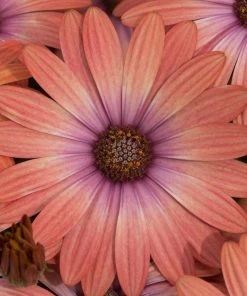 Roots Plants Osteospermum Serenity 'Coral Magic' Jumbo Plug Plants 10 Roots Plants Osteospermum Serenity 'Coral Magic' Jumbo Plug Plants