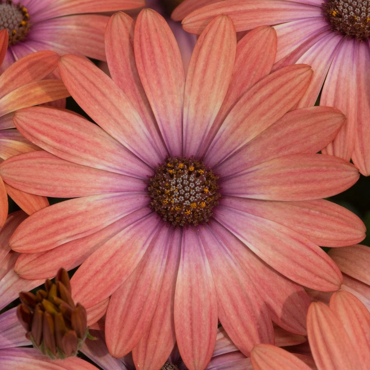 Roots Plants Begonias 12 Best Annuals For Flower Beds | Soft Shades | Jumbo Plug Plants 5 Roots Plants Begonias 12 Best Annuals For Flower Beds | Soft Shades | Jumbo Plug Plants