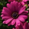 Roots Plants Osteospermum Serenity 'Dark Purple' Jumbo Plug Plants