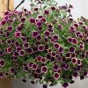 Roots Plants Petunias Petunia Cascadia 'Rim Magenta' Jumbo Plug Plants