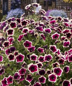 Roots Plants 12 Trailing Annuals | The Best Petunias For Hanging Baskets All Annual Bedding
