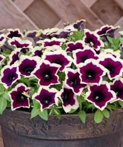 Roots Plants Petunias Petunia Cascadia 'Rim Magenta' Jumbo Plug Plants