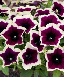 Roots Plants Petunias Petunia Cascadia 'Rim Magenta' Jumbo Plug Plants