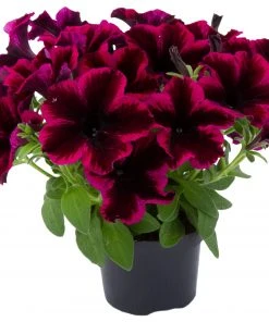 Roots Plants Petunias Petunia Go!tunia 'Cosmic Purple' Jumbo Plug Plants