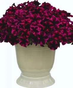 Roots Plants Petunias Petunia Go!tunia 'Cosmic Purple' Jumbo Plug Plants