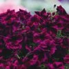 Roots Plants Petunias Petunia Go!tunia 'Cosmic Purple' Jumbo Plug Plants