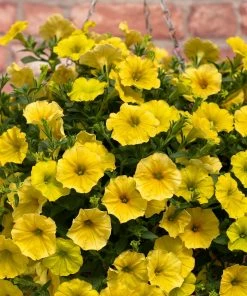 Roots Plants Petunia 'Hello Yellow' Jumbo Plug Plants