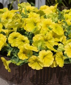 Roots Plants Petunia 'Hello Yellow' Jumbo Plug Plants