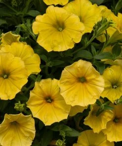 Roots Plants Petunia 'Hello Yellow' Jumbo Plug Plants