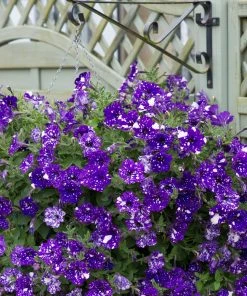 Roots Plants Petunias Petunia 'Night Sky' Jumbo Plug Plants