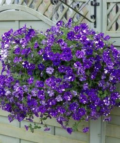 Roots Plants 12 Trailing Annuals | The Best Petunias For Hanging Baskets All Annual Bedding