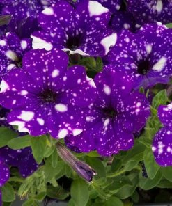 Roots Plants Petunias Petunia 'Night Sky' Jumbo Plug Plants