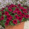 Roots Plants Petunias Petunia Petchoa 'Bordeaux' Jumbo Plug Plants