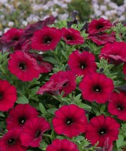 Roots Plants Petunias Petunia Petchoa 'Bordeaux' Jumbo Plug Plants