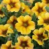 Roots Plants Petunias Petunia Petchoa 'Caramel Yellow' Jumbo Plug Plants