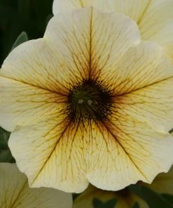 Roots Plants 12 Long Flowering Annuals For Pots | The Endless Summer Collection | Argyranthemum, Calibrachoa & Petunias All Annual Bedding