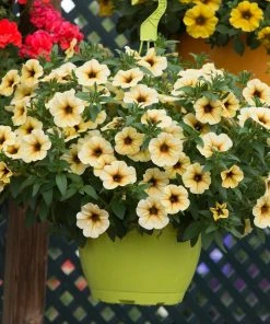 Roots Plants Petunia Petchoa 'French Vanilla' Jumbo Plug Plants Petunias
