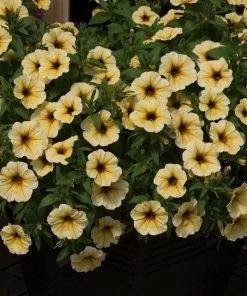 Roots Plants Petunia Petchoa 'French Vanilla' Jumbo Plug Plants Petunias