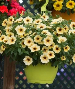 Roots Plants Petunia Petchoa 'French Vanilla' Jumbo Plug Plants Petunias