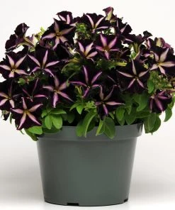 Roots Plants Petunias Petunia 'Pinstripe' Jumbo Plug Plants