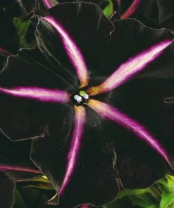 Roots Plants Petunias Petunia 'Pinstripe' Jumbo Plug Plants