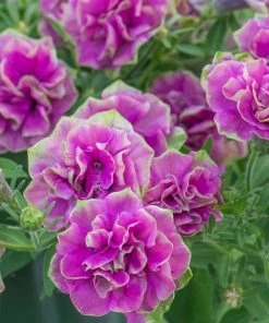 Roots Plants Petunia Tumbelina 'Darcey Rosa' Jumbo Plug Plants Petunias