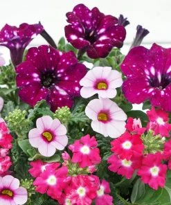 Roots Plants Petunias Cherry Kiss Improved' Jumbo Trixi Plug Plants