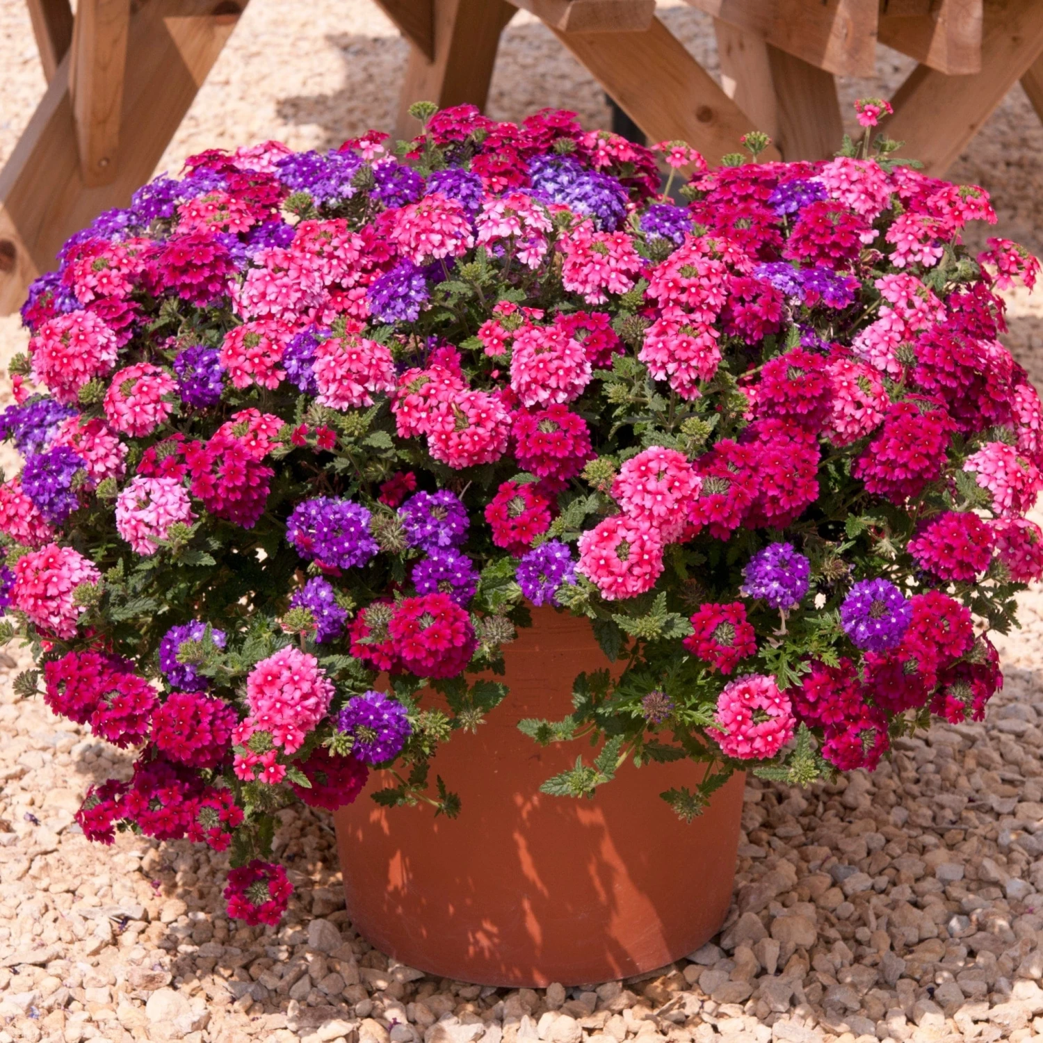 Roots Plants Wild Berries' Jumbo Trixi Plug Plants Petunias 3 Roots Plants Wild Berries' Jumbo Trixi Plug Plants Petunias