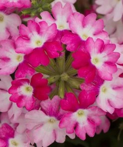 Roots Plants Verbena 'Sparkle Dark Pink' Jumbo Plug Plants Verbenas