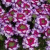 Roots Plants Verbena 'Sparkle Purple Blues' Jumbo Plug Plants