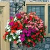 Roots Plants Busy Lizzie Instant Designer Hanging Basket | Impatiens 'Beacon'