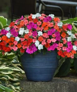 Roots Plants Busy Lizzie Instant Designer Hanging Basket | Impatiens 'Beacon' 14 Roots Plants Busy Lizzie Instant Designer Hanging Basket | Impatiens 'Beacon'