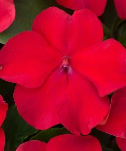 Roots Plants Busy Lizzie Instant Designer Hanging Basket | Impatiens 'Beacon' 16 Roots Plants Busy Lizzie Instant Designer Hanging Basket | Impatiens 'Beacon'