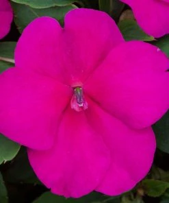 Roots Plants Busy Lizzie Instant Designer Hanging Basket | Impatiens 'Beacon' 17 Roots Plants Busy Lizzie Instant Designer Hanging Basket | Impatiens 'Beacon'