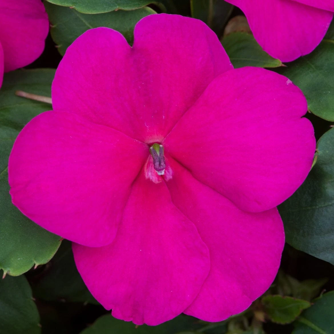 Roots Plants Busy Lizzie Instant Designer Hanging Basket | Impatiens 'Beacon' 9 Roots Plants Busy Lizzie Instant Designer Hanging Basket | Impatiens 'Beacon'