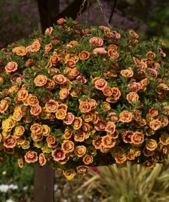 Roots Plants Calibrachoas Calibrachoa Can-Can Double OrangeTastic