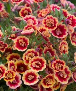 Roots Plants Calibrachoas Calibrachoa Can-Can Double OrangeTastic