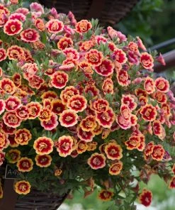 Roots Plants Calibrachoas Calibrachoa Can-Can Double OrangeTastic