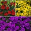 Roots Plants Verbenas 12 Annuals For Hanging Baskets | The Ruby And Sapphire Collection | Geranium, Petunia & Verbena 1 Roots Plants Verbenas 12 Annuals For Hanging Baskets | The Ruby And Sapphire Collection | Geranium, Petunia & Verbena