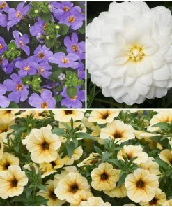 Roots Plants Dahlias 12 Annuals For Pots | The Summer Serenity Collection | Petunia, Bacopa & Dahlia