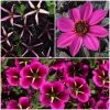 Roots Plants 12 Annuals For Hanging Baskets | The Dark Side Of The Moon Collection | Calibrachoa, Petunia & Dahlia Dahlias 2 Roots Plants 12 Annuals For Hanging Baskets | The Dark Side Of The Moon Collection | Calibrachoa, Petunia & Dahlia Dahlias